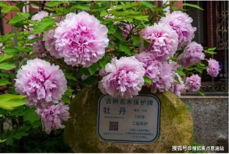溢澤華庭二期 (上海周浦)首頁(yè)網(wǎng)站-2025樓盤(pán)評(píng)測(cè)_溢澤華庭二期 最新價(jià)格配套戶(hù)型丨最新房?jī)r(jià)+戶(hù)型圖+環(huán)境+配套+資訊+地鐵距離+售樓處電話+一房一價(jià)(圖10)