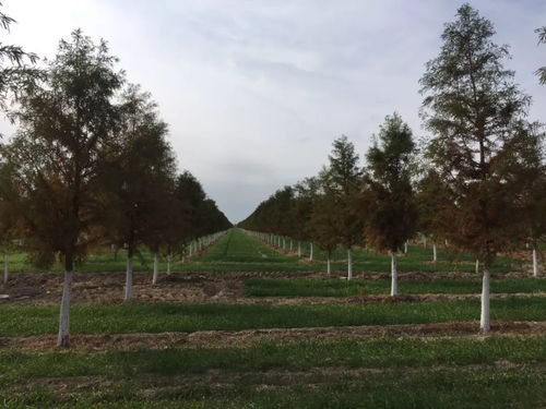 2019年度江蘇省十大優秀園林綠化工程公司評選與文物文化遺址保護服務